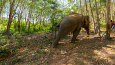 Many scientists believe the world has begun a sixth mass extinction, the first to be caused by a species – Homo sapiens